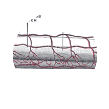 泰坦凝胶 - 男士首选！