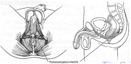 泰坦凝胶按摩方法一